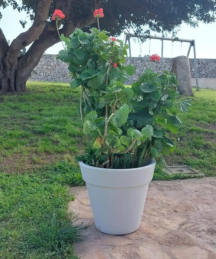 Villa L'Aira Ecchia - Ospitalita Rurale Lecce Agroturismo